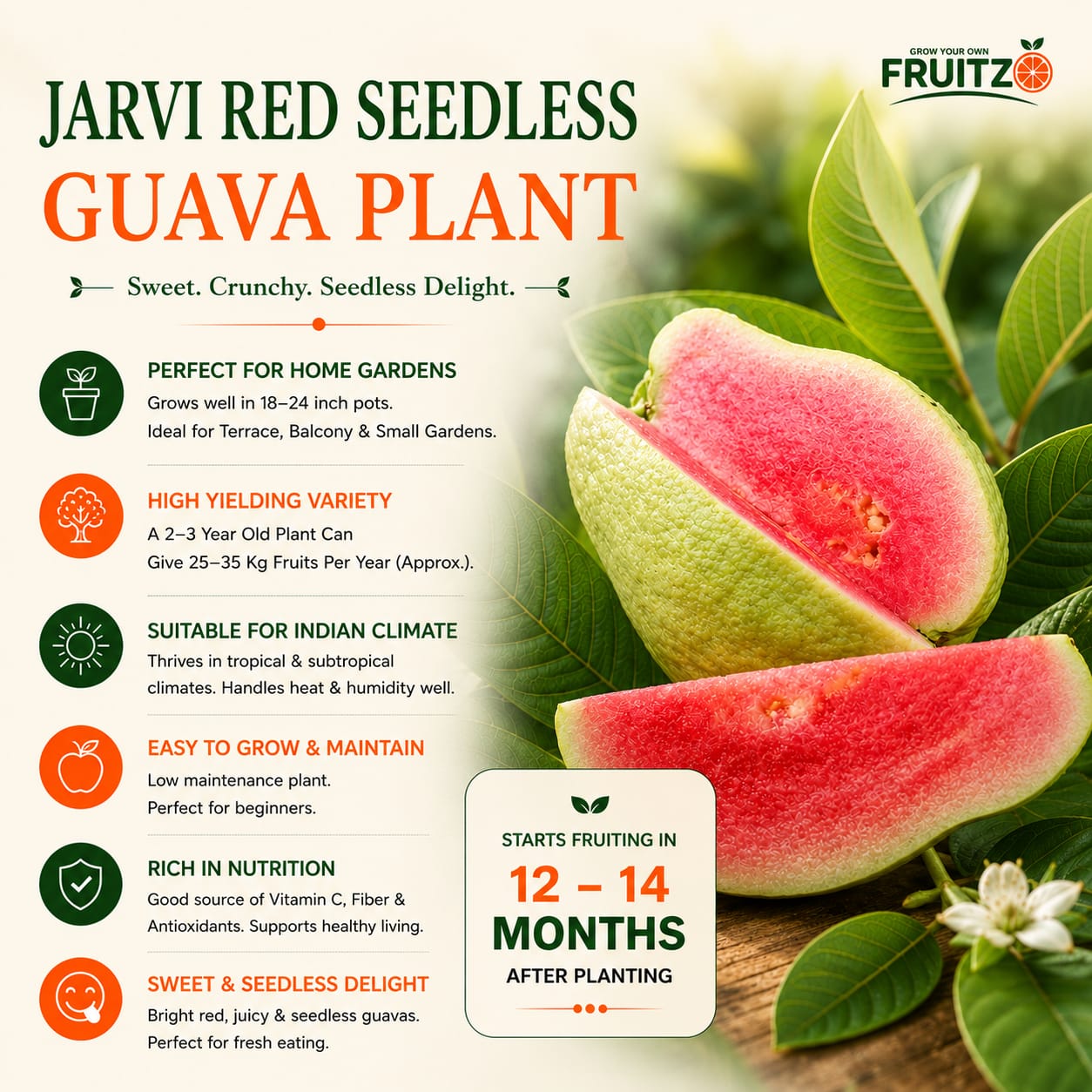 Grafted Jarvi Diamond  Guava Fruit Plant (Seedless) For Home & Terrace Gardening