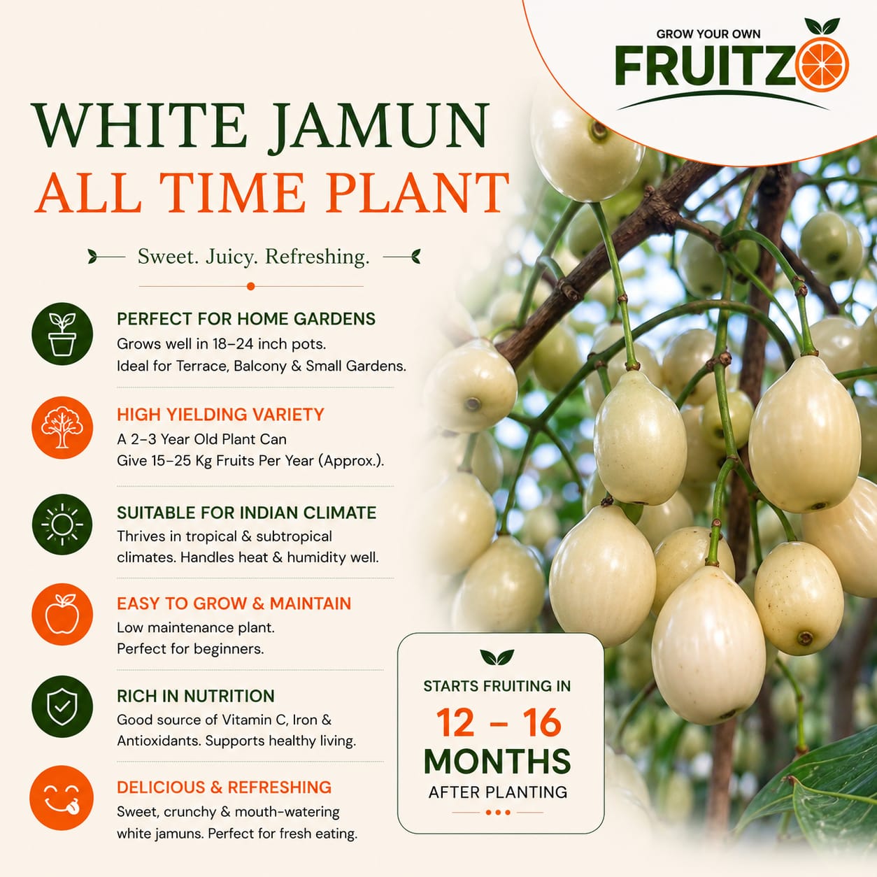 All Time White Jamun Rare Variety Syzygium Cumini Live Fruit Tree  for Home & Terrace Gardening