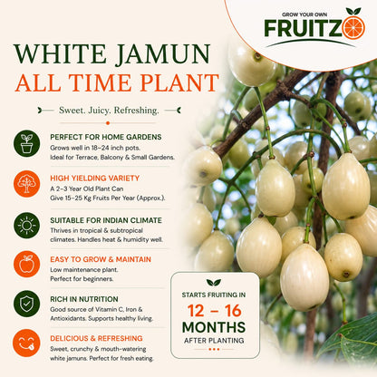 All Time White Jamun Rare Variety Syzygium Cumini Live Fruit Tree  for Home & Terrace Gardening