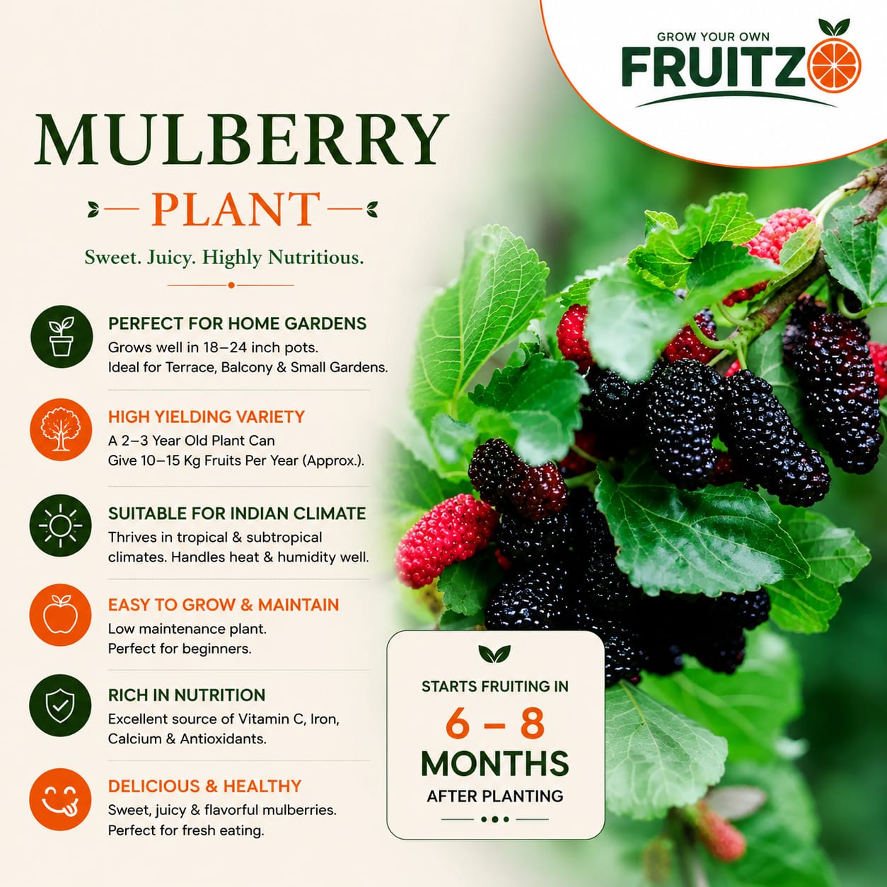 Mulberry Grafted Fruit Plant for Home & Terrace