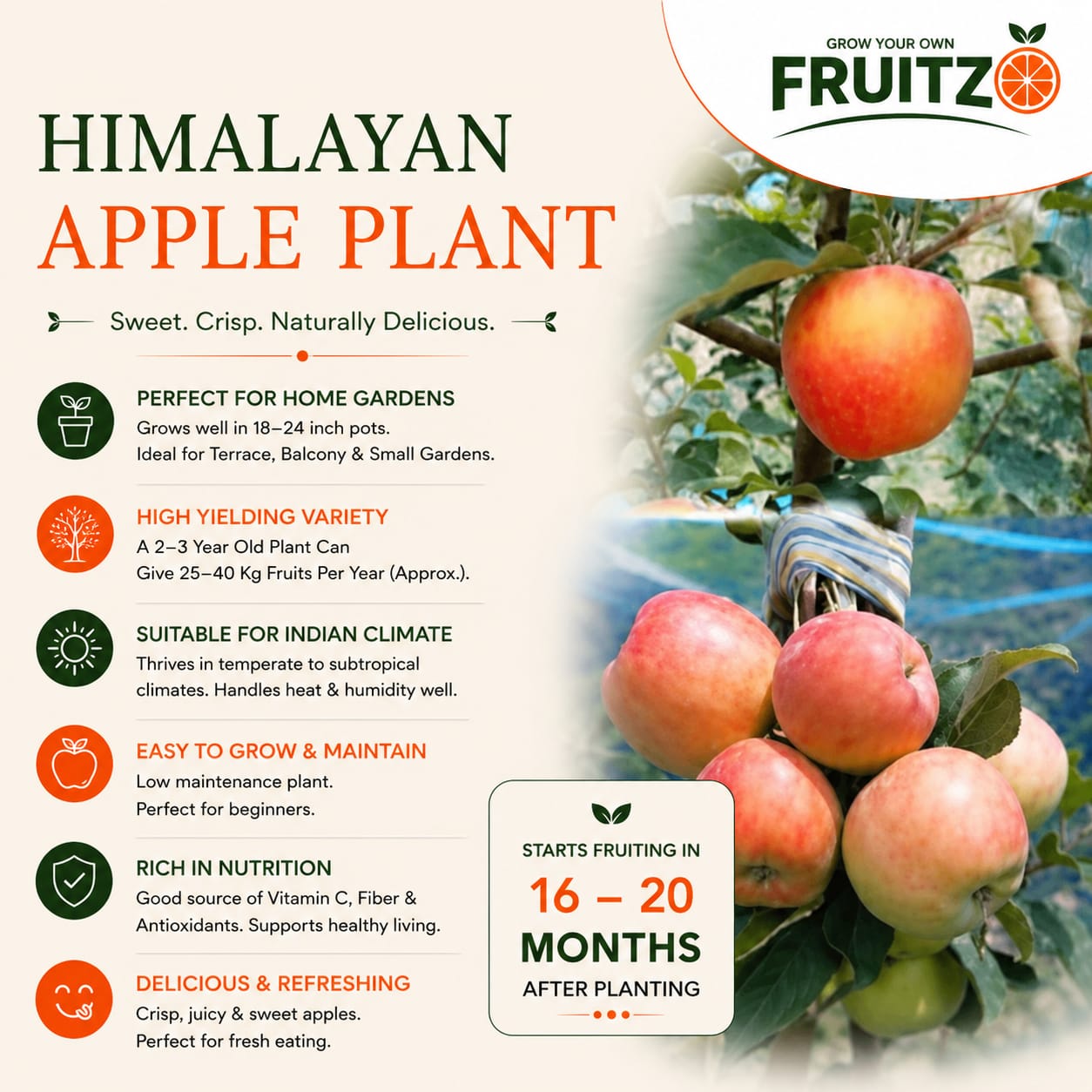 HRMN99 Apple Grafted Plant 1.5 - 2 feet
