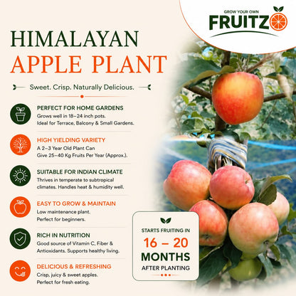 HRMN99 Apple Grafted Plant 1.5 - 2 feet