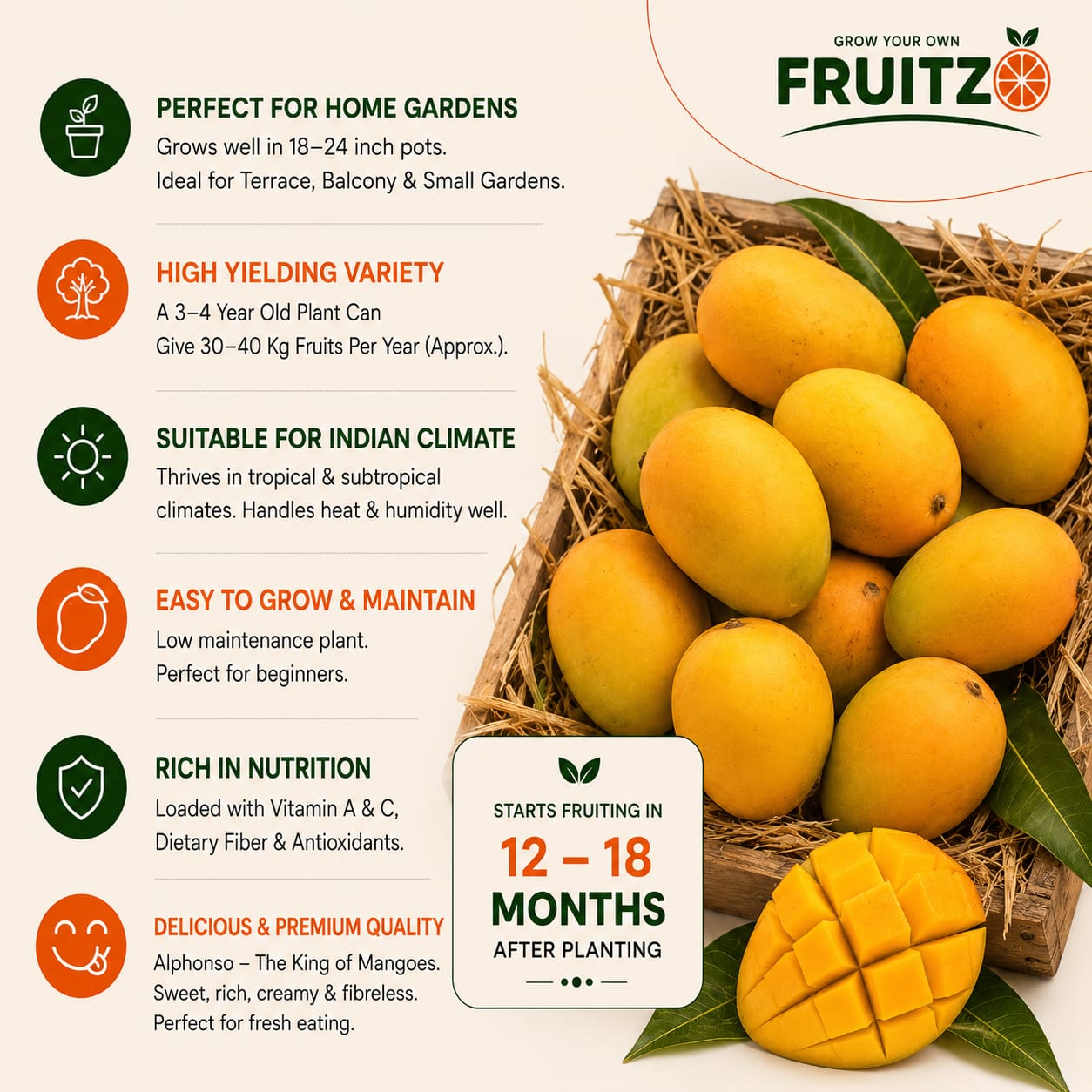 Alfanso Mango Grafted Plant ( 1.5 - 2 feet )