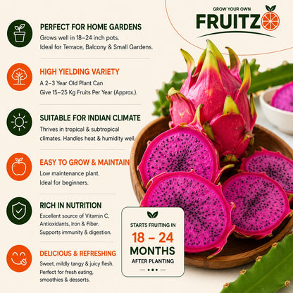 Pink Hybrid Dragon Fruit Plant Perfect for Home & Terrace Gardening