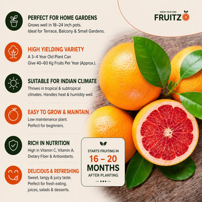 Ruby Red Greatfruit (Grafted) Plant for Home & Terrace Gardening