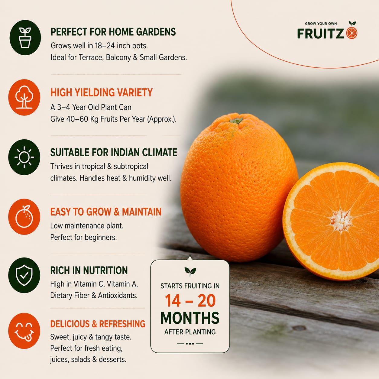 Calabrese Oval Orange Grafted Plant for Home & Terrace Gardening