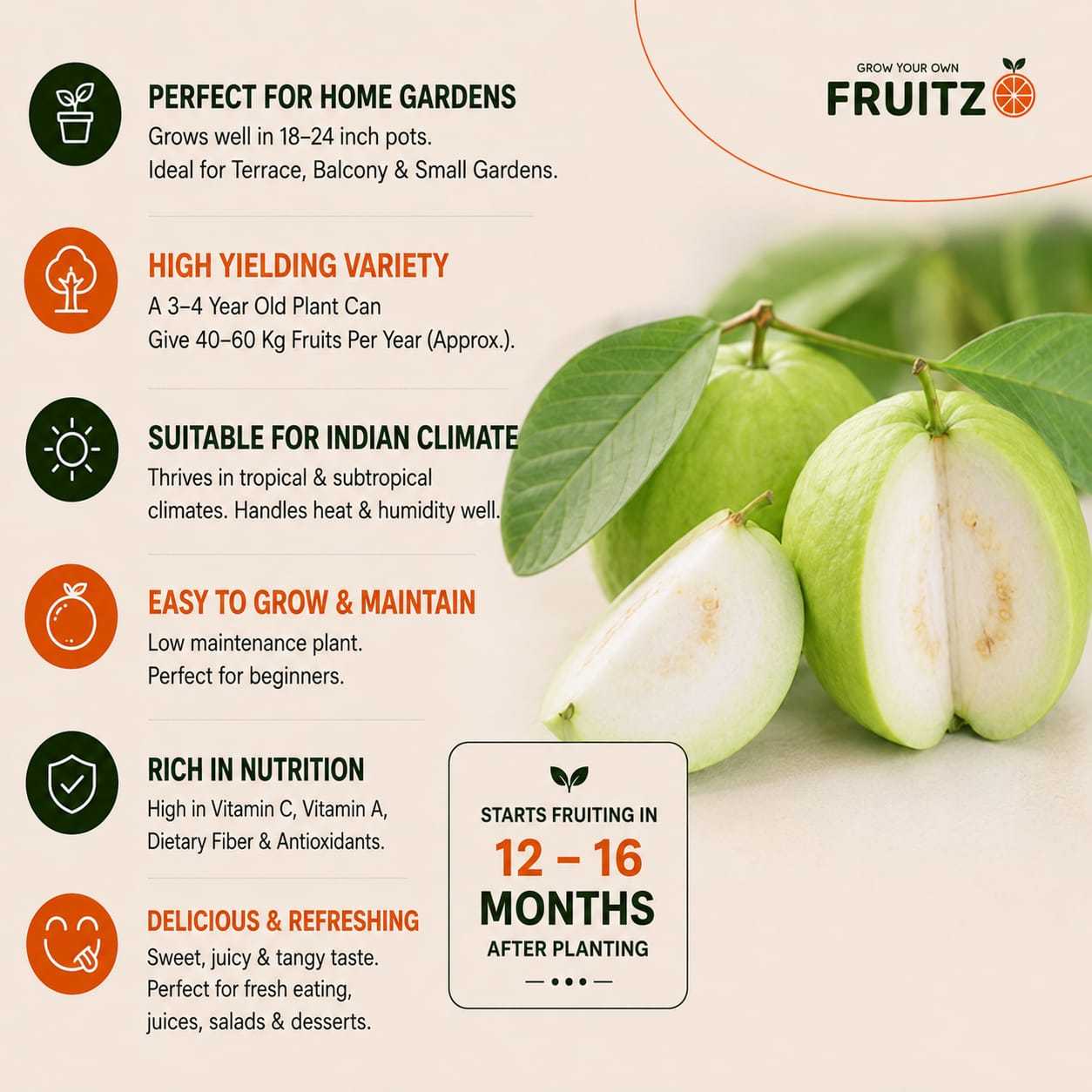 VNR Guava Grafted Plant for Home & Terrace Gardening