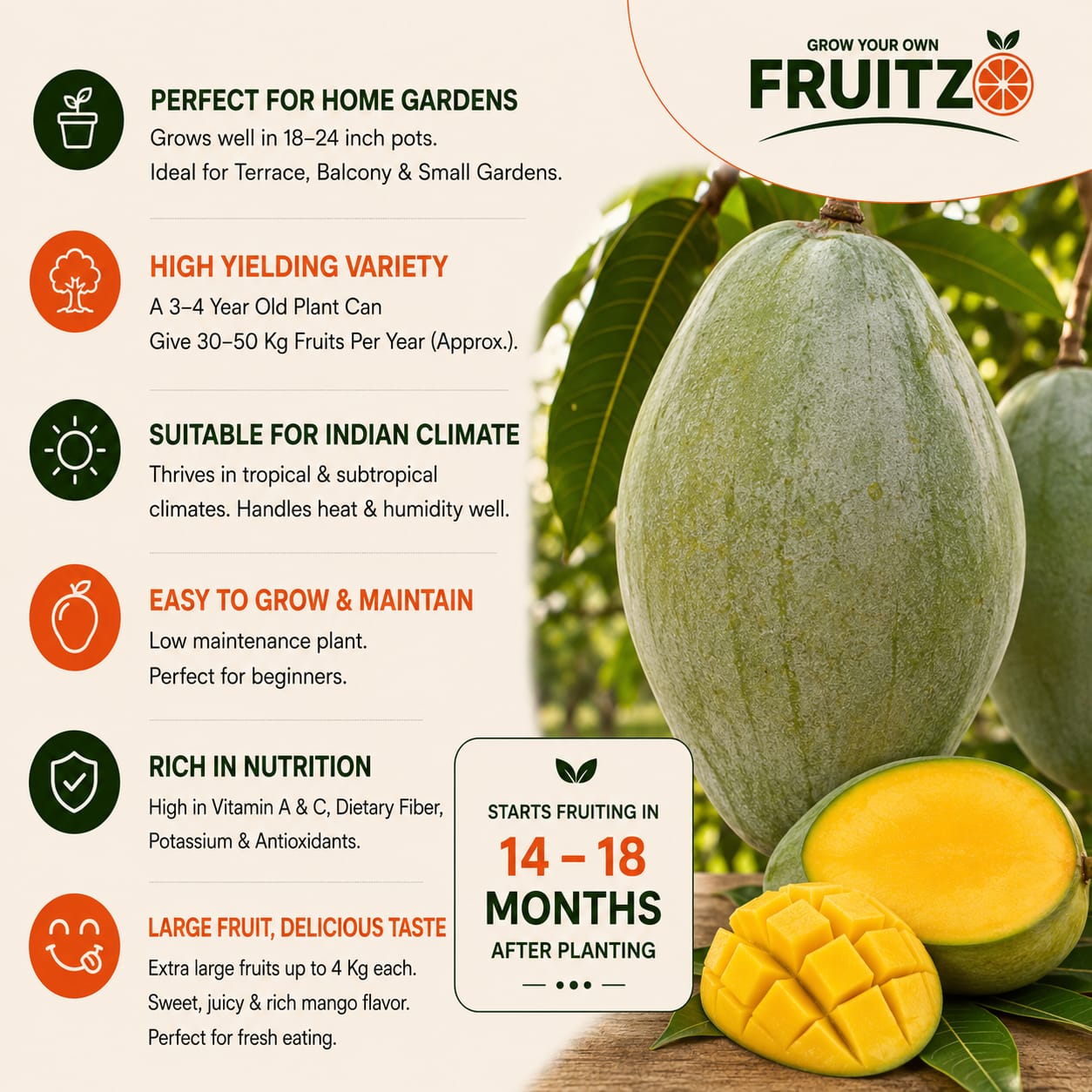 4 kg Mango Grafted Plant For Home & Terrace Gardening