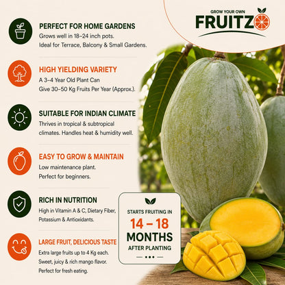 4 kg Mango Grafted Plant For Home & Terrace Gardening