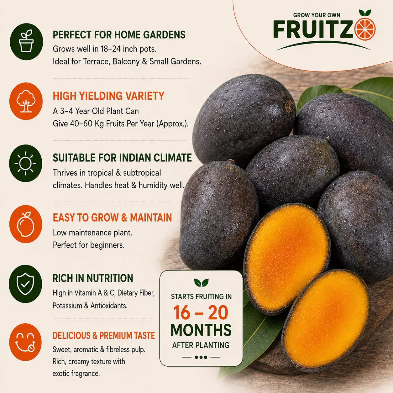 Black Kasturi Mango Grafted Plant For Home & Terrace Gardening