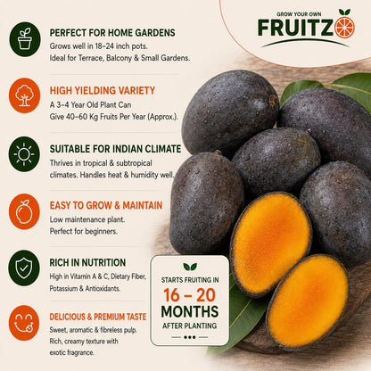 Black Kasturi Mango Grafted Plant For Home & Terrace Gardening