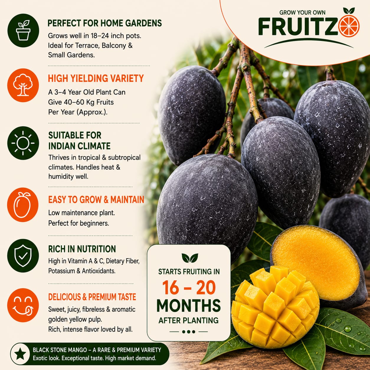 Black Stone Mango Grafted plant For Home & Terrace Gardening