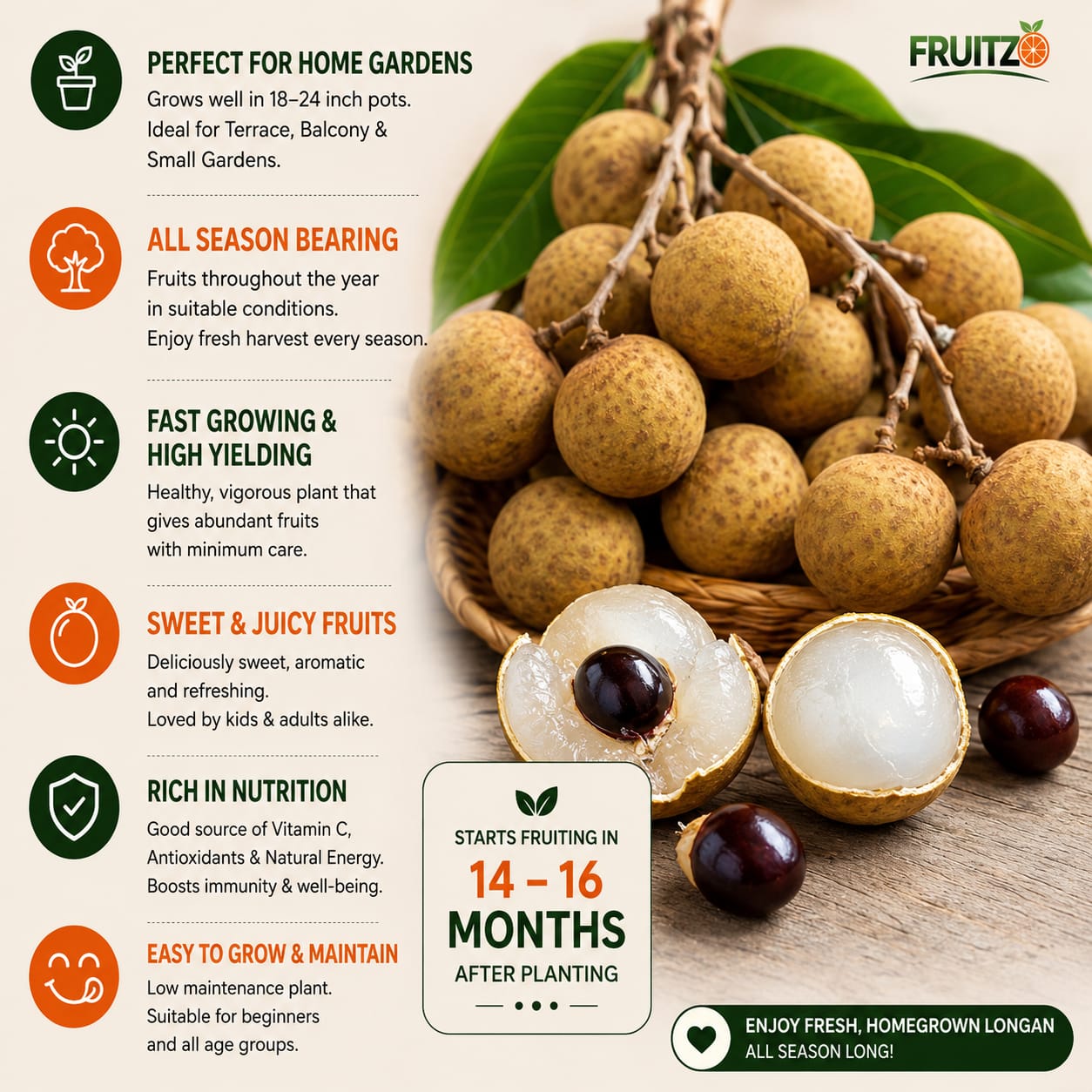 All-Time Longon Grafted Fruit Plant for Home & Terrace Gardening