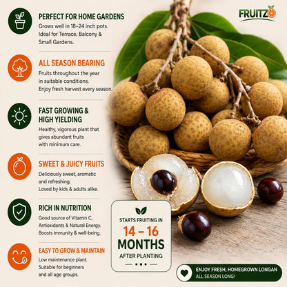 All-Time Longon Grafted Fruit Plant for Home & Terrace Gardening
