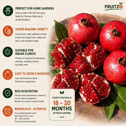 Super Bhagwa Anar (Grafted) Plant for Home & Terrace Gardening