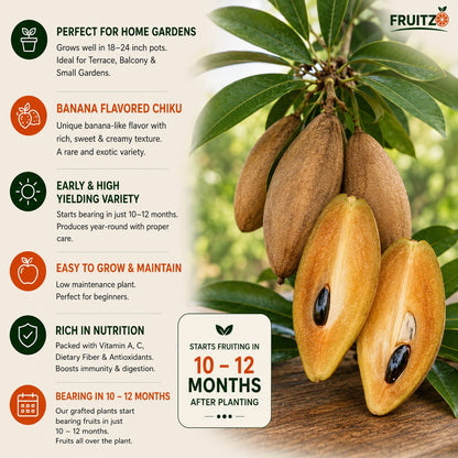 Banana Chiku Grafted Hybrid Plant Perfect for Home & Terrace Gardening