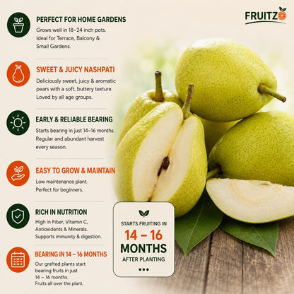 Premium Hybrid Pear (Naspati) Grafted Plant