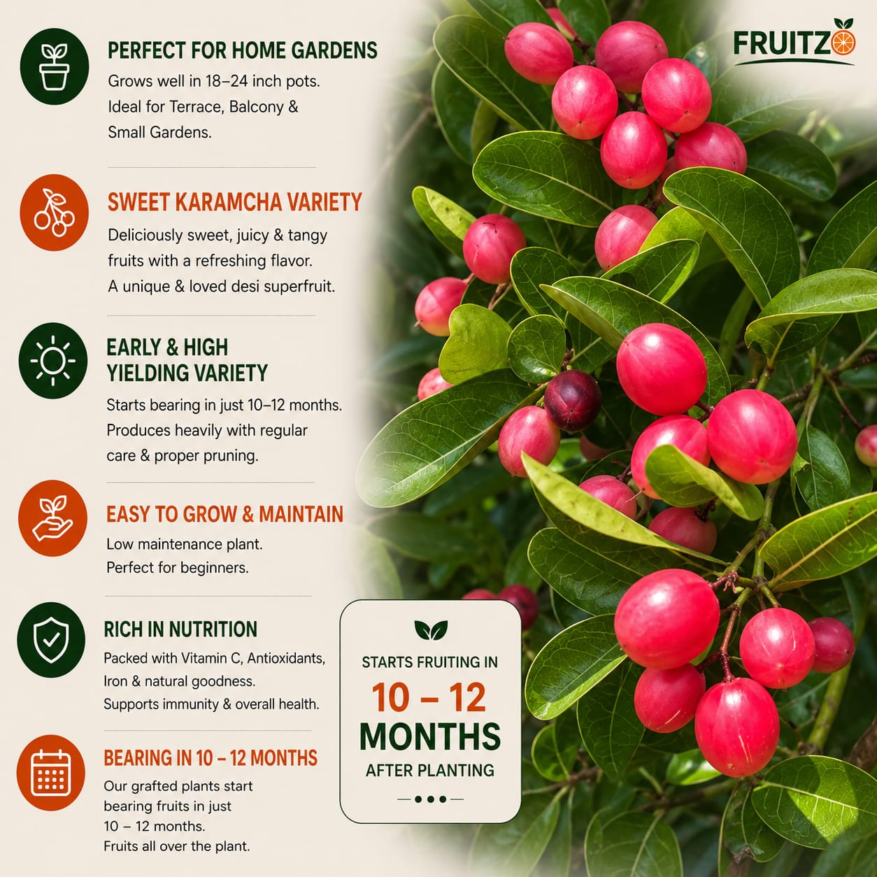Sweet Karamcha Plant (Grafted) for Home & Terrace Gardening