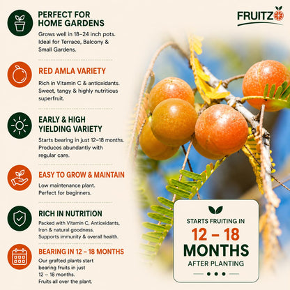 Red Amla Grafted  Fruit Plant –  for Home & Terrace Gardening
