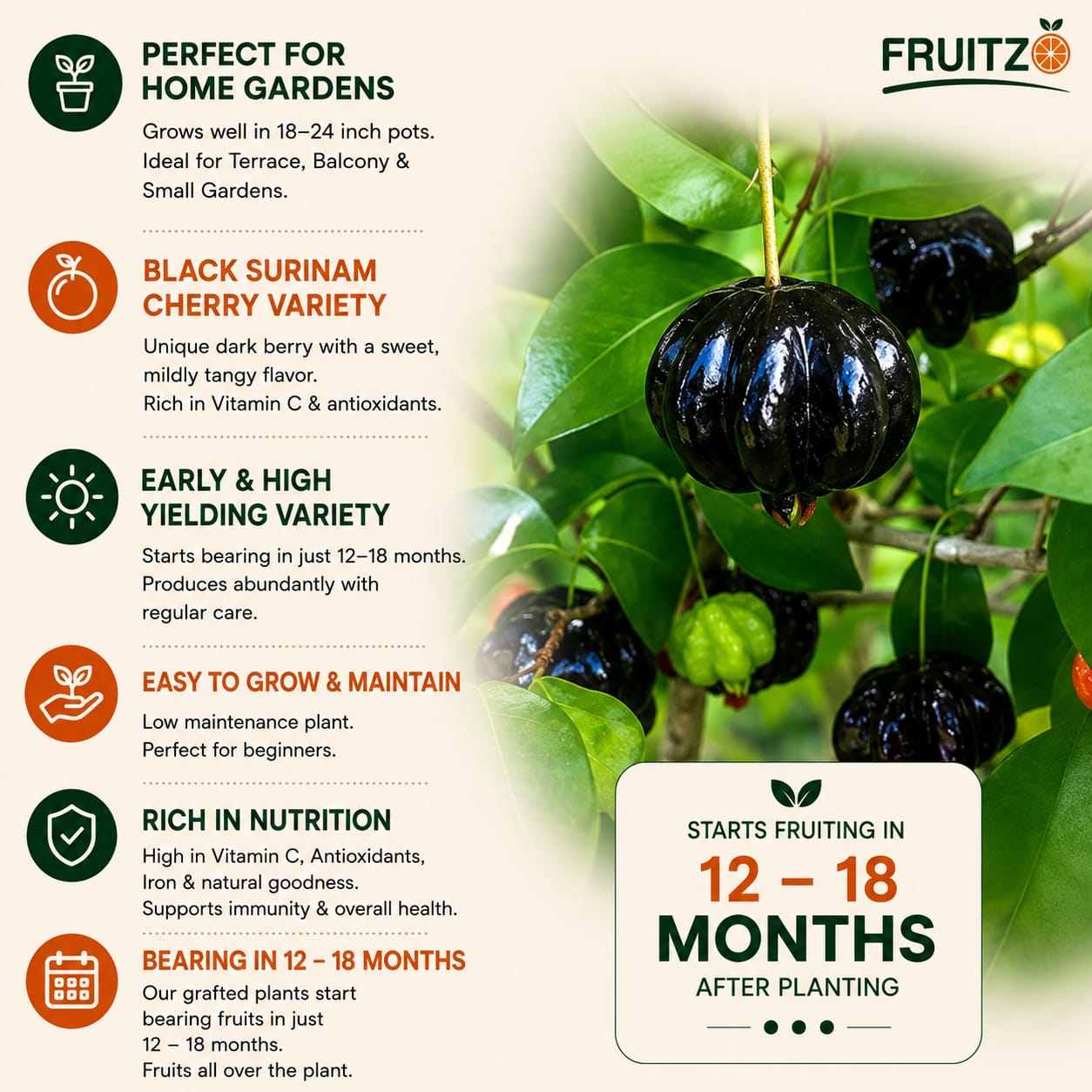 Black Surinam Cherry Grafted Plant For Home And Terrace Garden