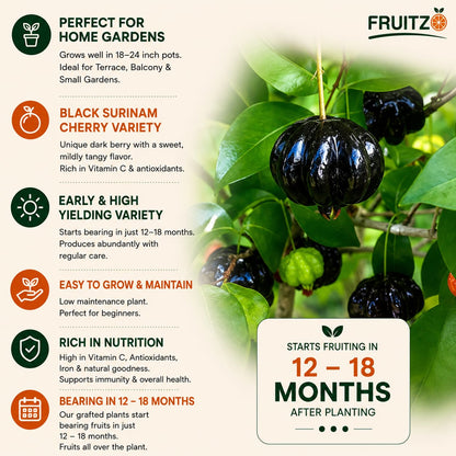 Black Surinam Cherry Grafted Plant For Home And Terrace Garden