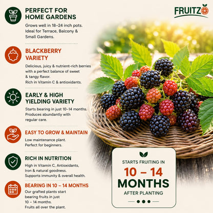 Black Berry Grafted Fruit Plant  for Home & Terrace Gardening
