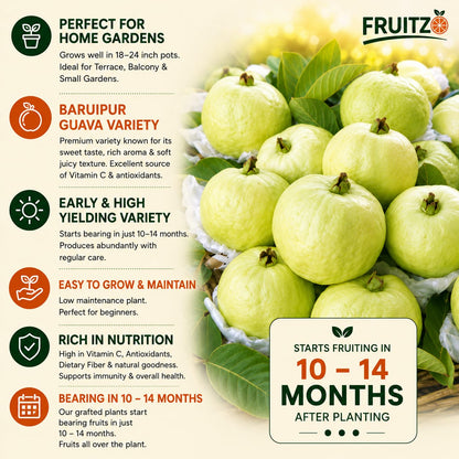 Baruipur All-Season Guava Tree for Home Gardens (Grafted)