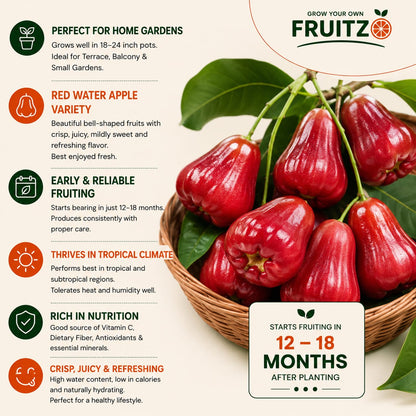Red Water Apple Grafted Plant For Home & Terrace Gardening
