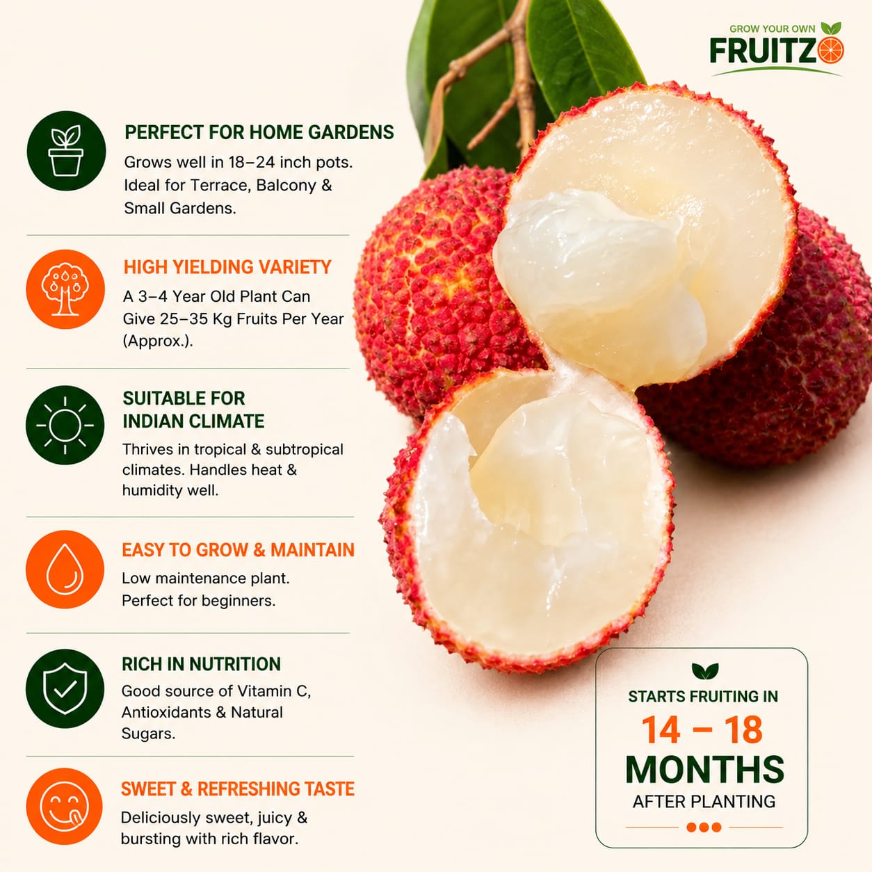 Seedless Litchi Grafted Fruit Plant 1 - 2 Feet For Home & Terrace Garden