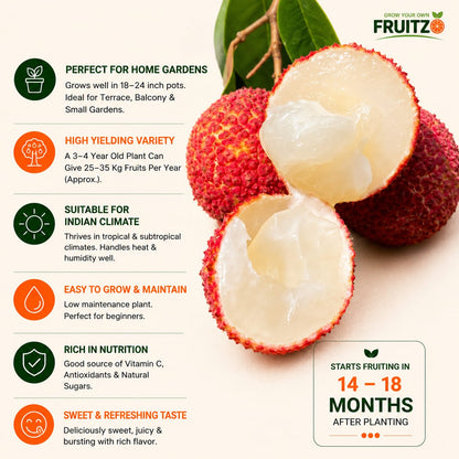 Seedless Litchi Grafted Fruit Plant 1 - 2 Feet For Home & Terrace Garden