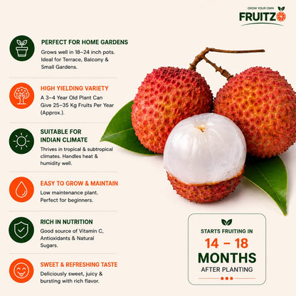 Muzaffarpur Shahi Litchi Grafted Fruit Plant 1 - 2 Feet For Home And Terrace Garden