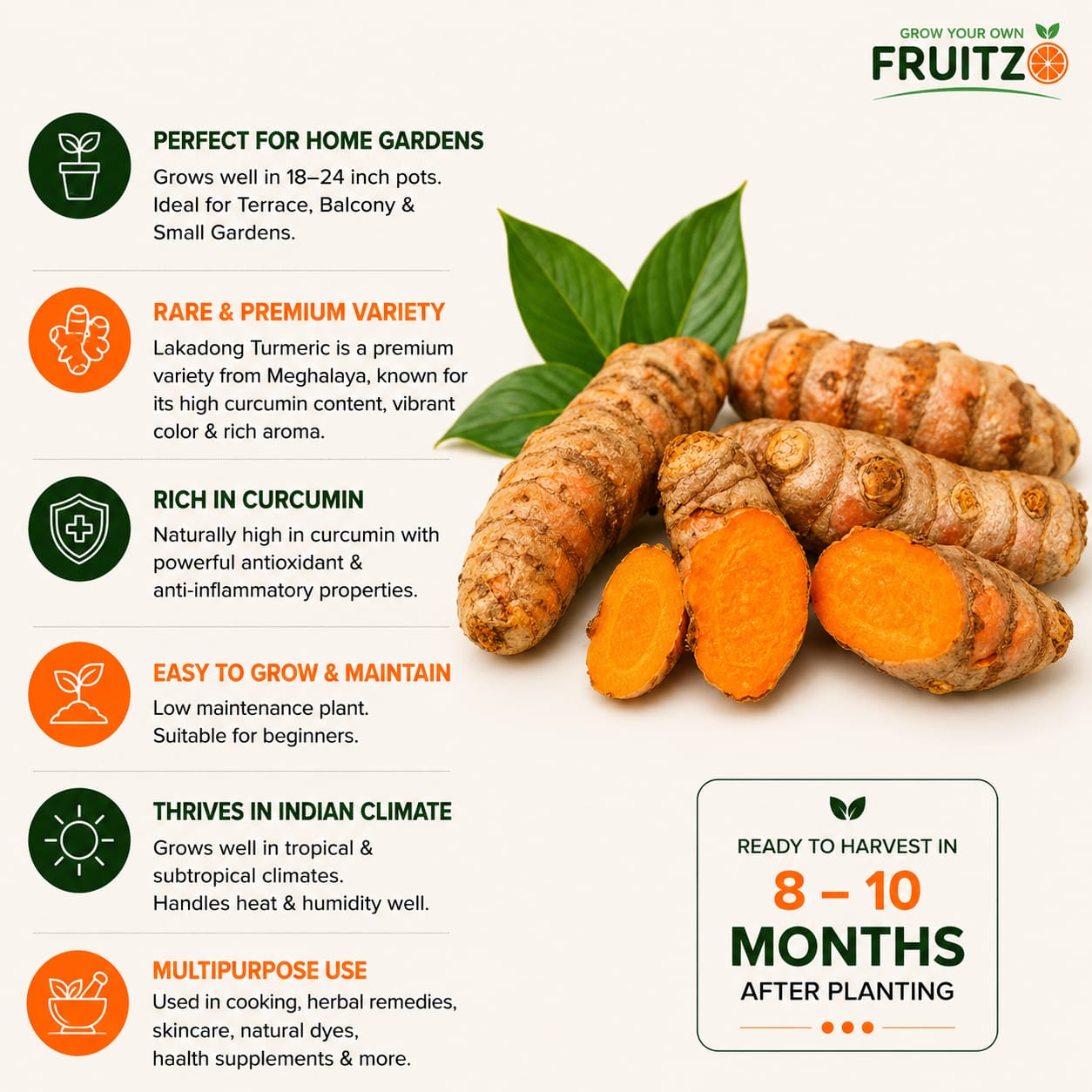Lakadong Turmeric plant is perfect  for Home & Terrace Gardening