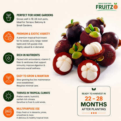 Mangosteen Grafted Fruit Plant for Home & Terrace Gardening