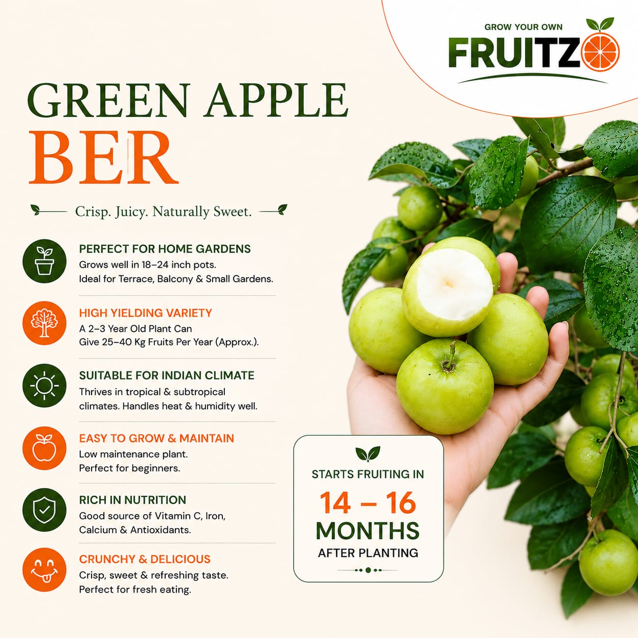 Kashmir Green Apple Ber – Crisp, Sweet & High-Yield  Grafted Fruit Plant for Home & Terrace Gardening