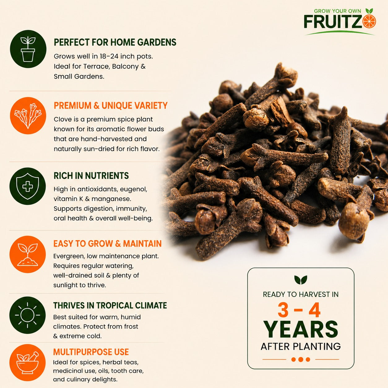 Clove Plant for Home & Terrace Gardening  (Lobongo)