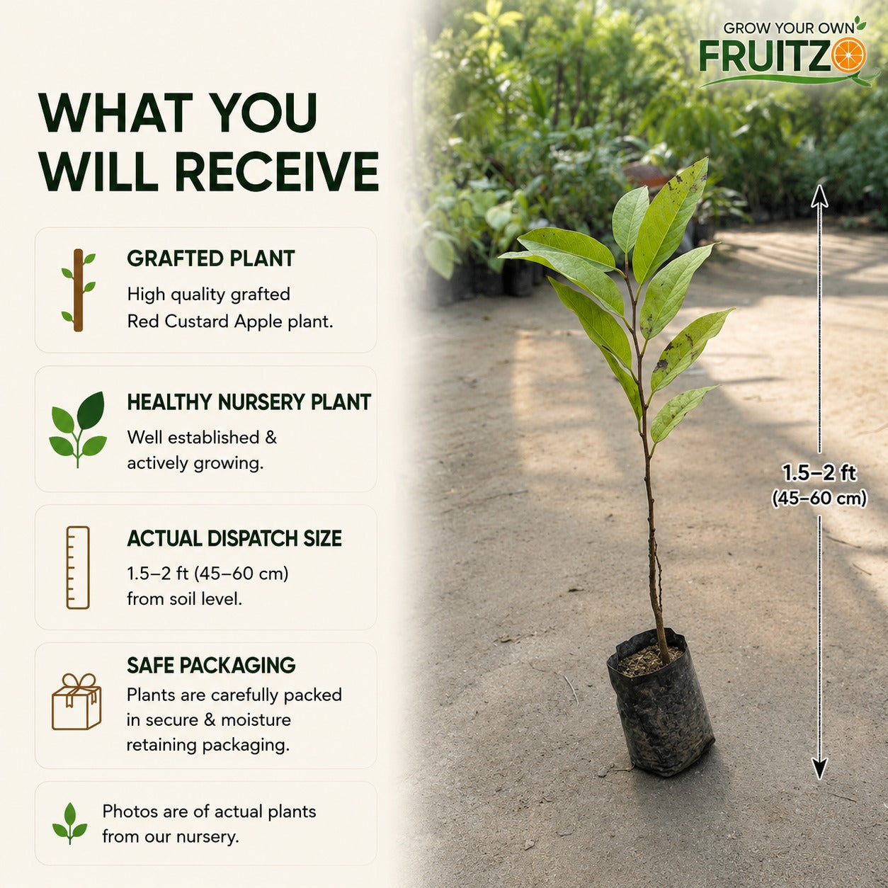 Red Custard Apple Grafted Plant for Home & Terrace Gardening
