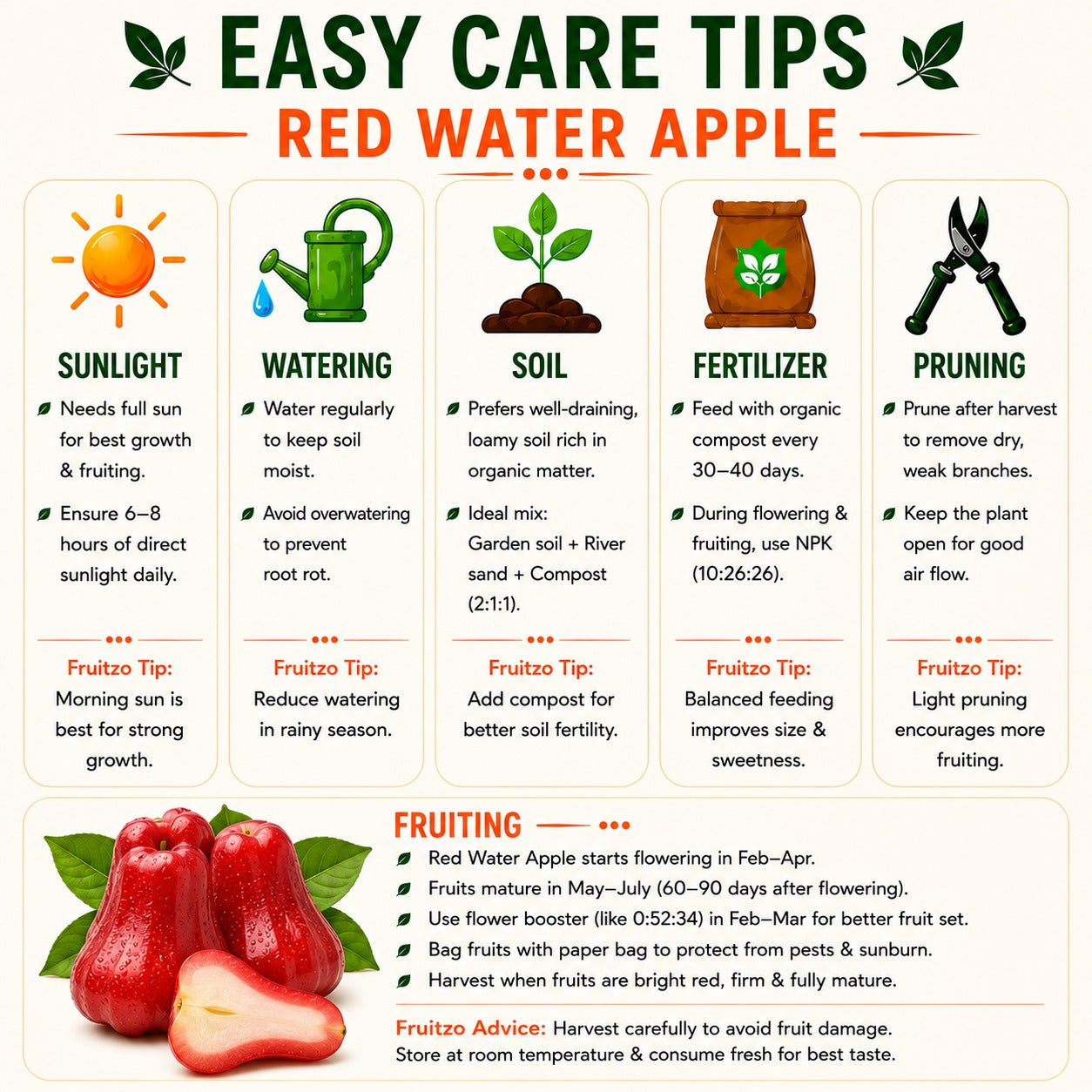 Red Water Apple Grafted Plant For Home & Terrace Gardening