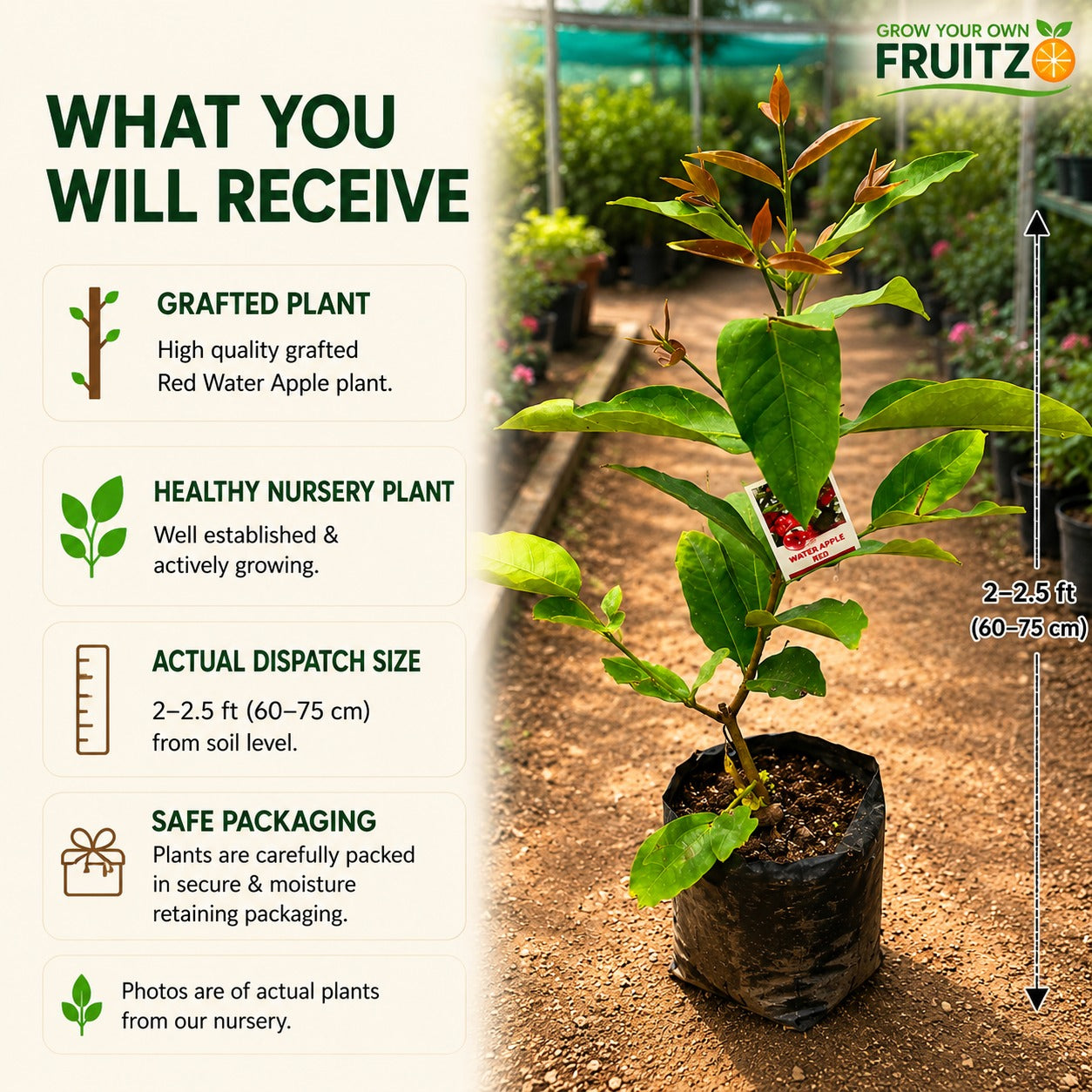 Red Water Apple Grafted Plant For Home & Terrace Gardening