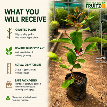 Red Water Apple Grafted Plant For Home & Terrace Gardening