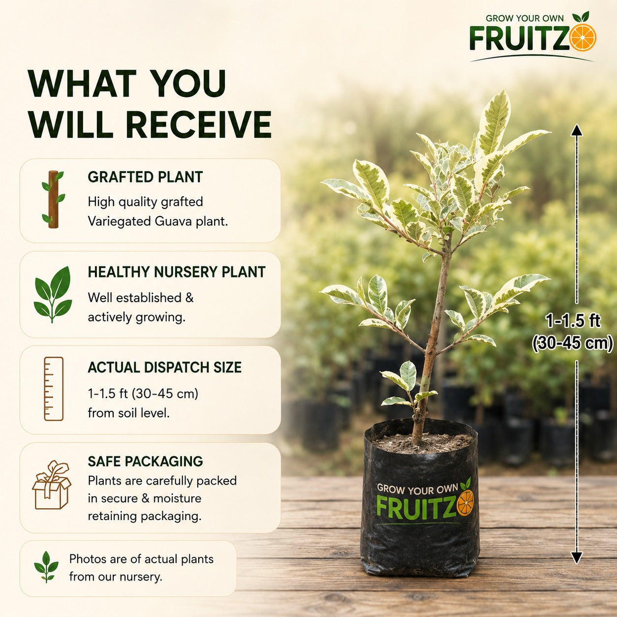 Variegated Guava Grafted Plant For Home And Terrace Gardening