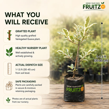 Variegated Guava Grafted Plant For Home And Terrace Gardening