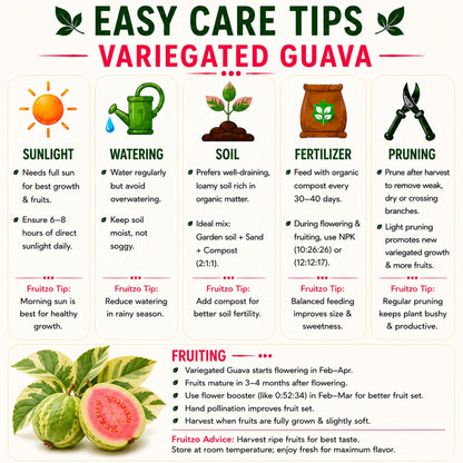 Variegated Guava Grafted Plant For Home And Terrace Gardening