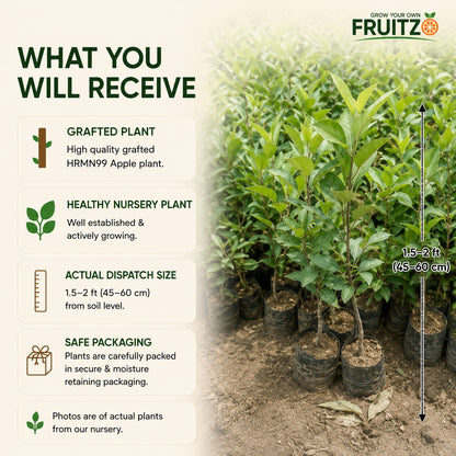 HRMN99 Apple Grafted Plant 1.5 - 2 feet
