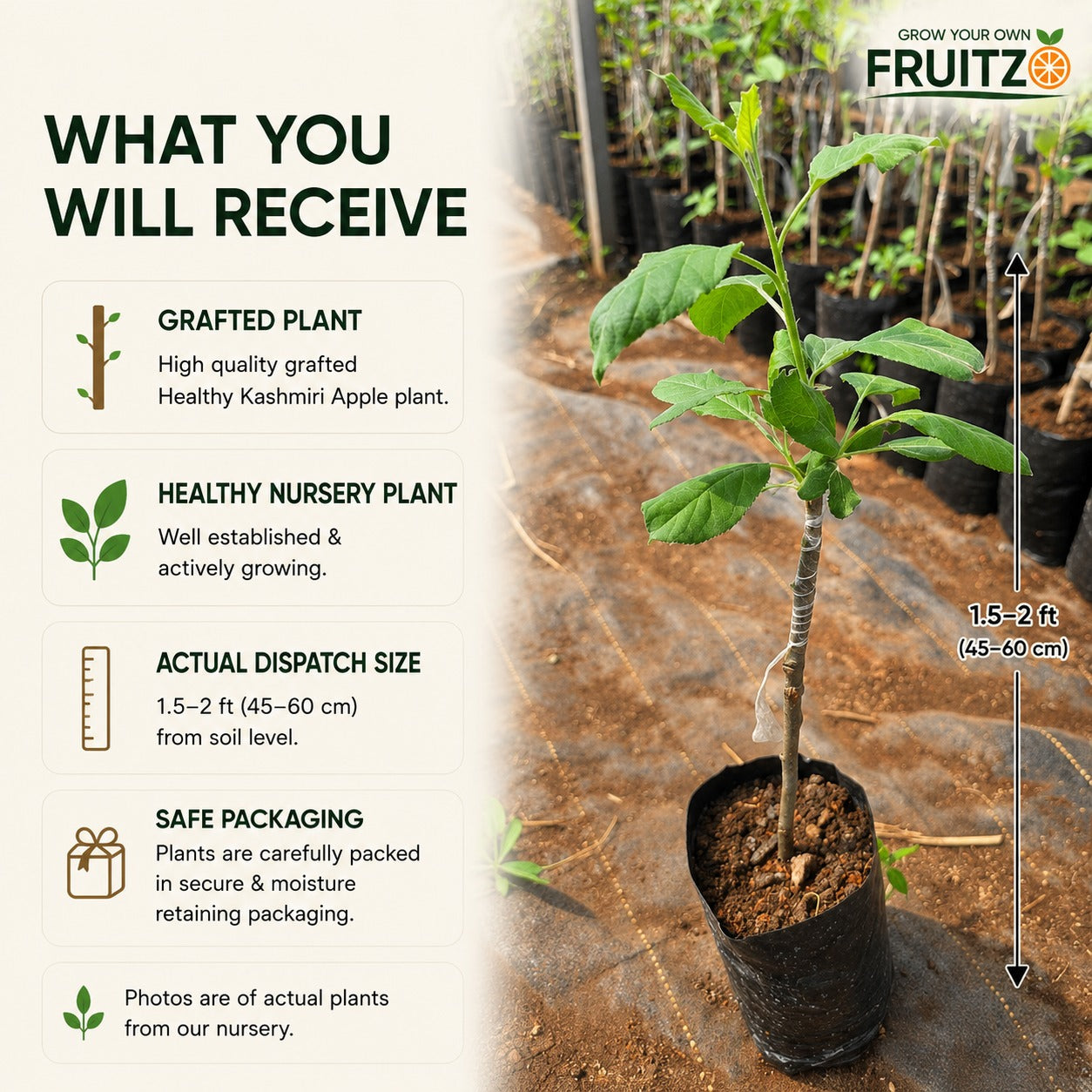Healthy Kashmiri Grafted Apple Plant for Home & Terrace Gardening