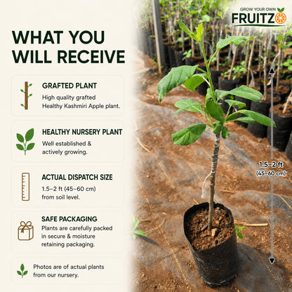 Healthy Kashmiri Grafted Apple Plant for Home & Terrace Gardening