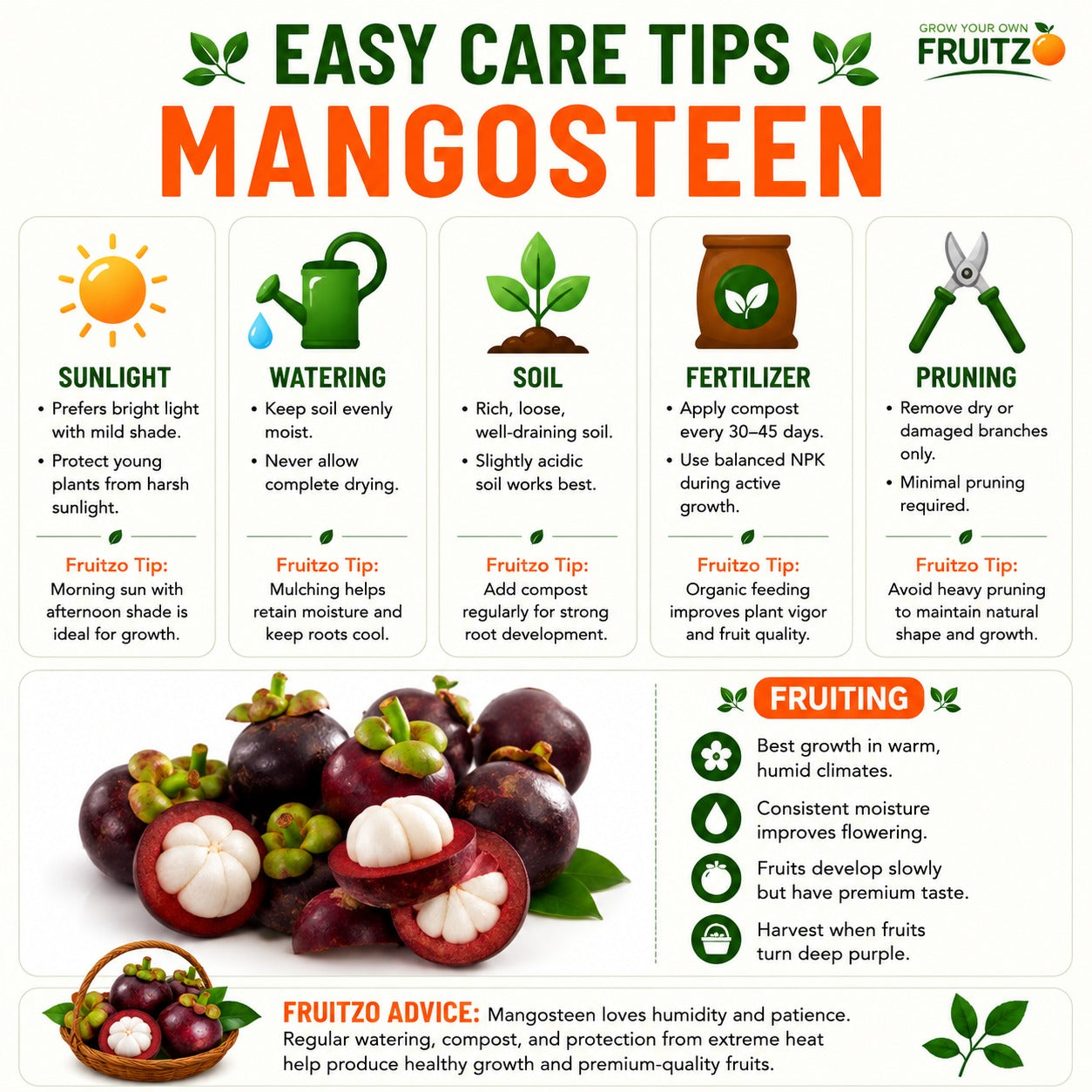 Mangosteen Grafted Fruit Plant for Home & Terrace Gardening