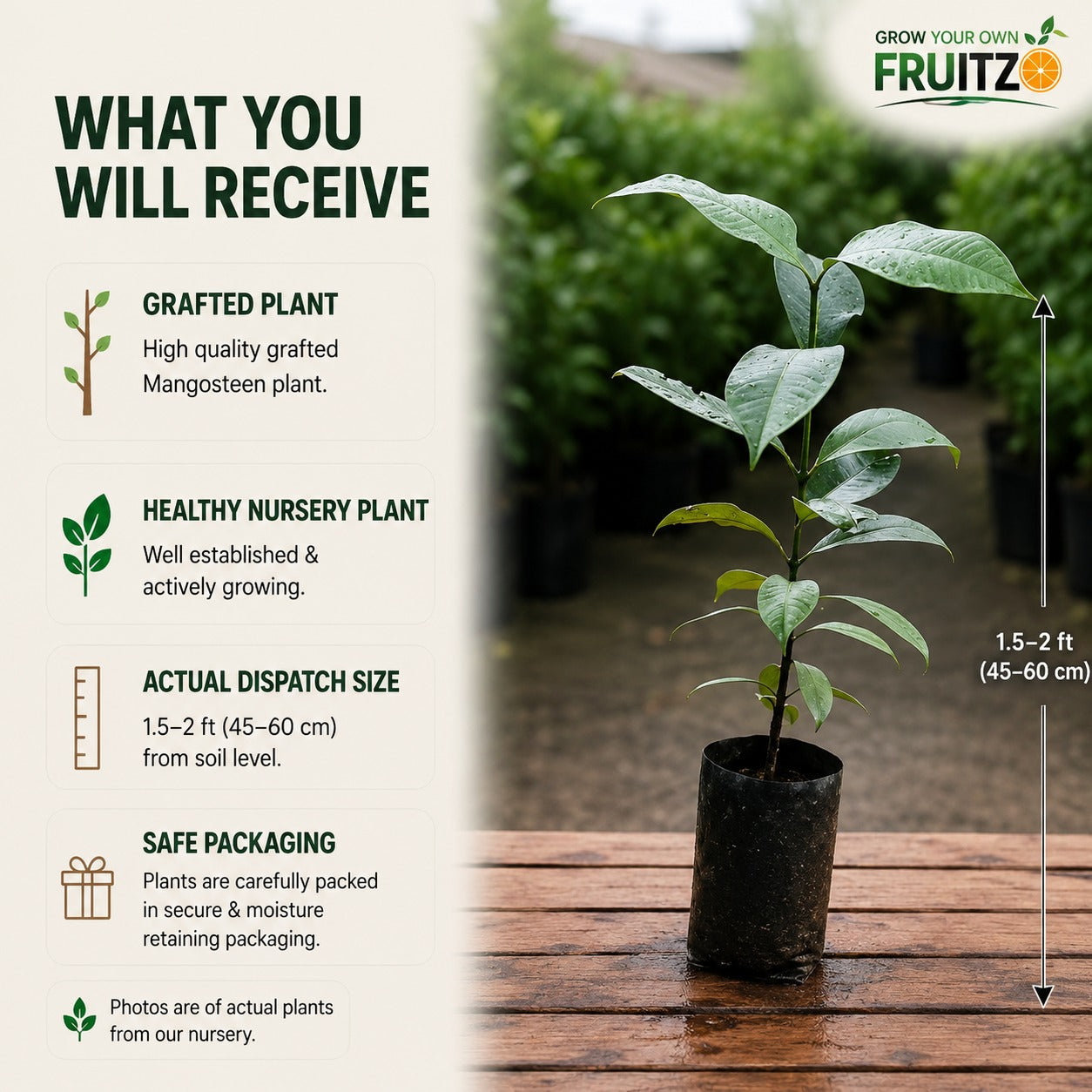Mangosteen Grafted Fruit Plant for Home & Terrace Gardening