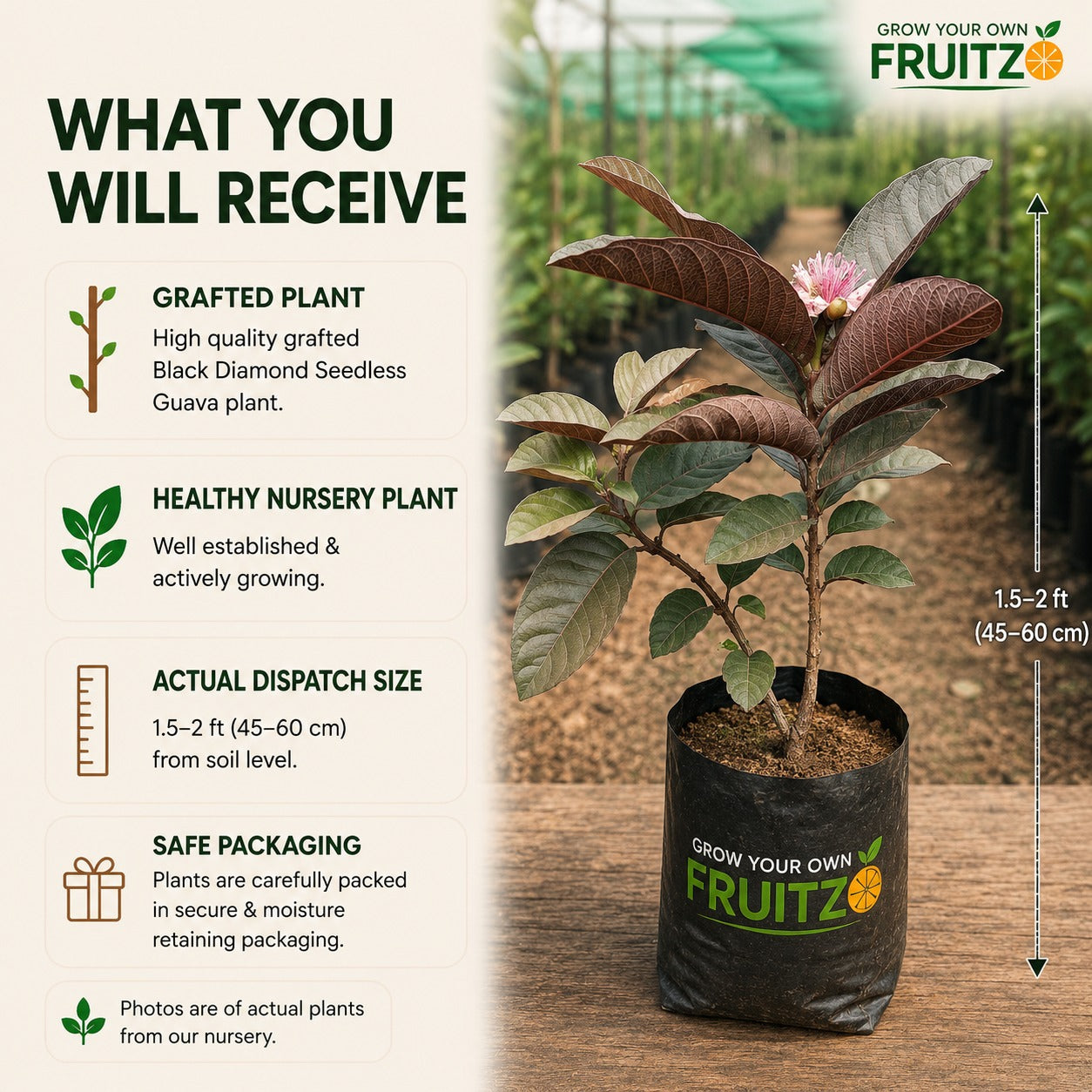 Black Diamond Seedless Grafted Guava Plant  For Home & Terrace Gardening