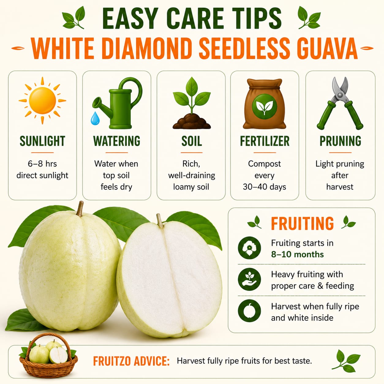 White Diamond Grafted Guava Plant For Home & Terrace Gardening