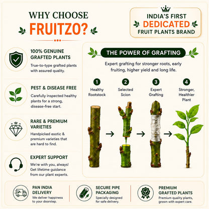Avocado Grafted Fruit Plant  for Home & Terrace Gardening